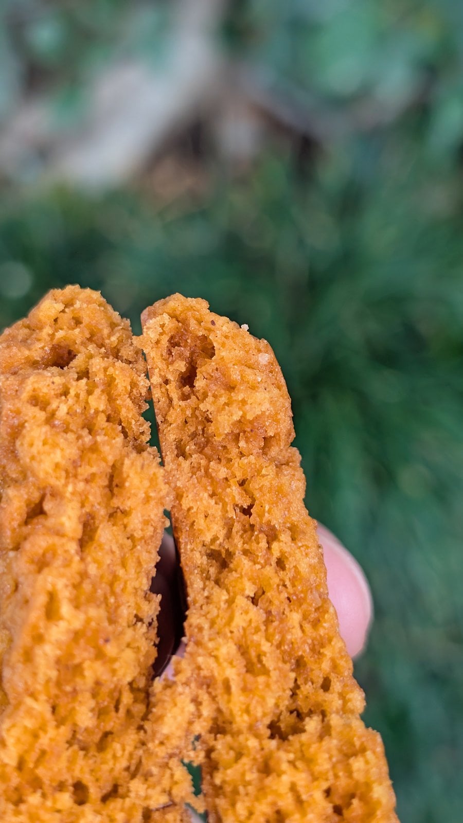 A Harbour Galley pumpkin cookie broken in half