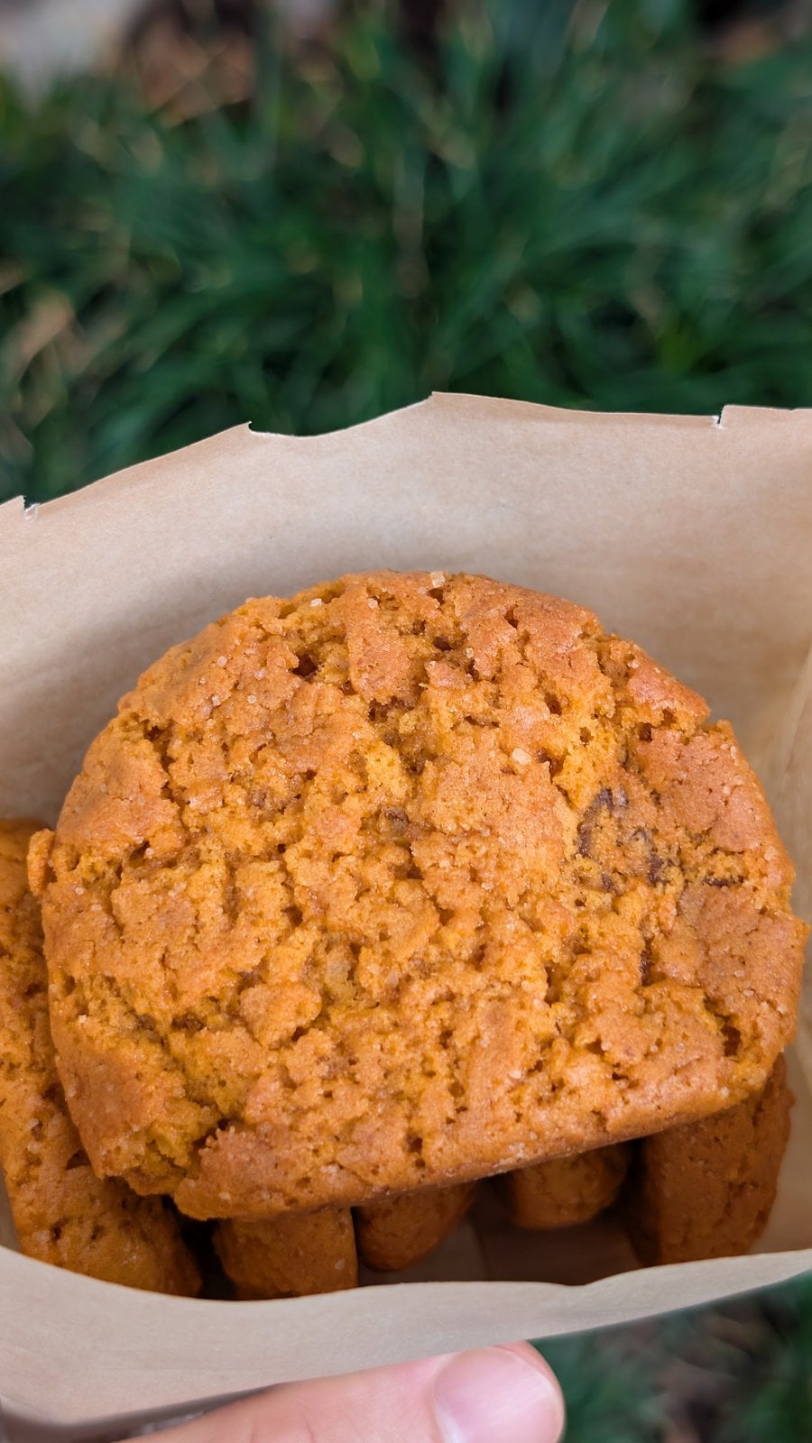 Pumpkin cookies from Disneyland during Halloween Time 2026