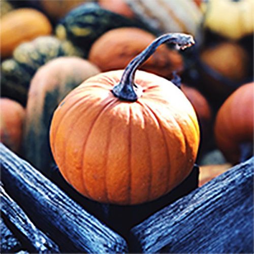 pumpkin Haunted Little Tokyo