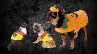 Dogs and cats in 2026 Halloween costumes from Spirit, Target, Chewy, and Petco