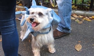 A small dog wearing a blue shark costume at an outdoor Halloween dog parade.