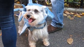 A small dog wearing a blue shark costume at an outdoor Halloween dog parade.