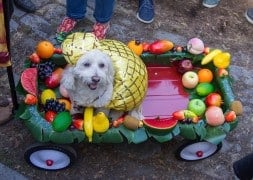 A white dog in a sequined pineapple costume sits in a red wagon covered in artificial fruit at the Tompkins Square Halloween Dog Parade.