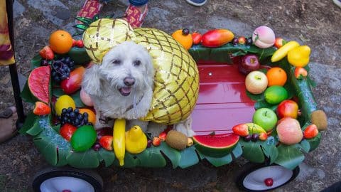 A white dog in a sequined pineapple costume sits in a red wagon covered in artificial fruit at the Tompkins Square Halloween Dog Parade.