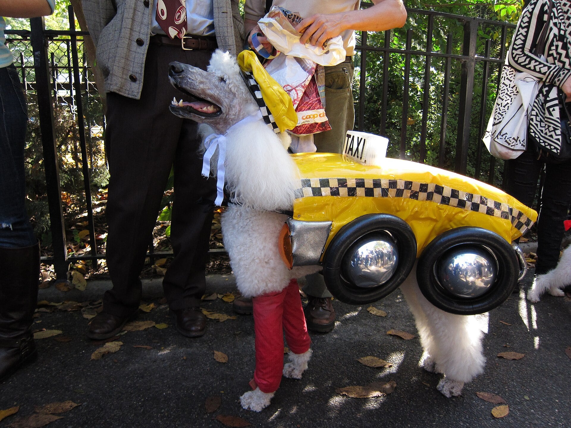 A white dog wearing a yellow New York City taxi costume at the Tompkins Square Halloween Dog Parade.