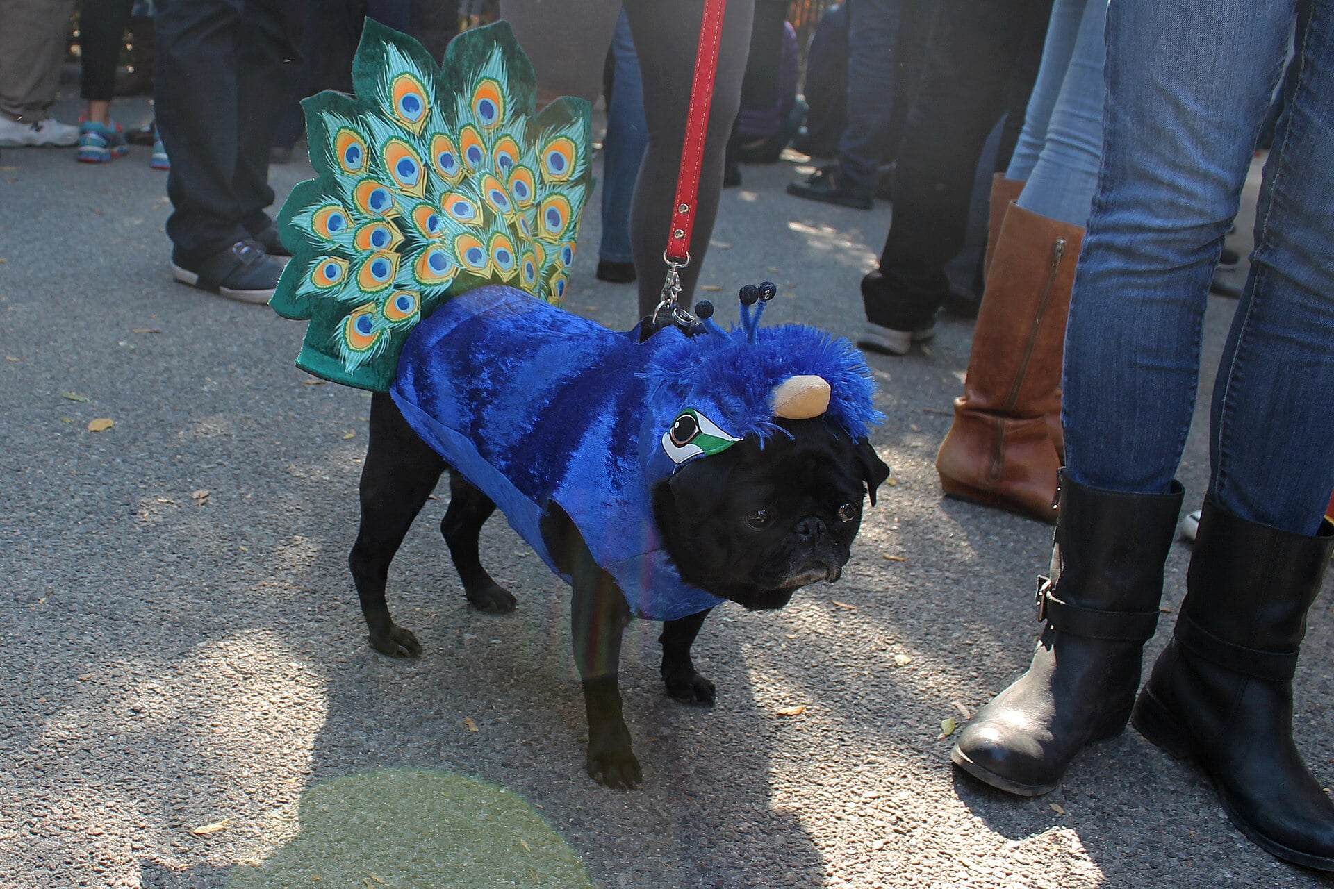 A black pug in a blue peacock costume with a feathered tail fan at the Tompkins Square Halloween Dog Parade.