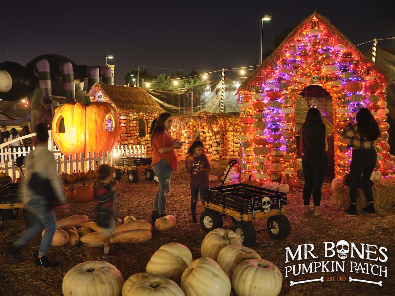 A hut covered in pumpkins and strung with purple and orange lights glows after dark beside a lit giant pumpkin