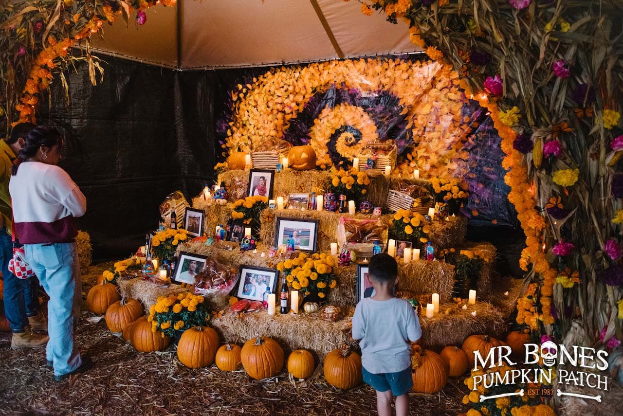 A Dia de los Muertos altar of framed photos, marigolds, candles and pumpkins on straw bales under a tent