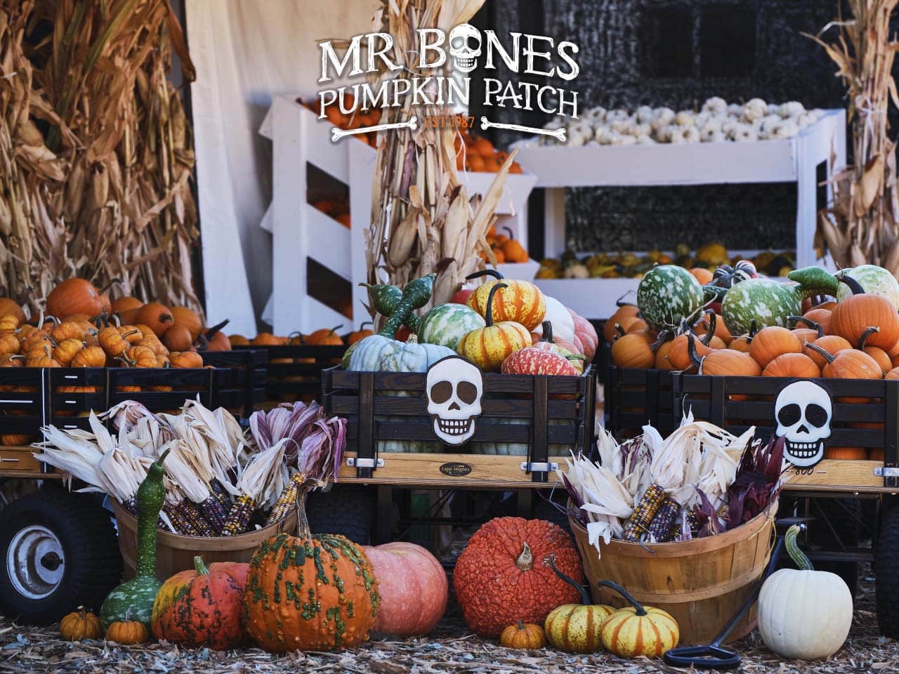 Wagons of orange, white and warty pumpkins and gourds with baskets of dried corn and skull signs