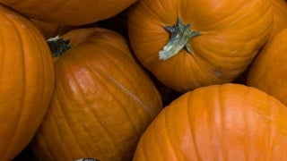A close-up of a pile of orange pumpkins with green stems