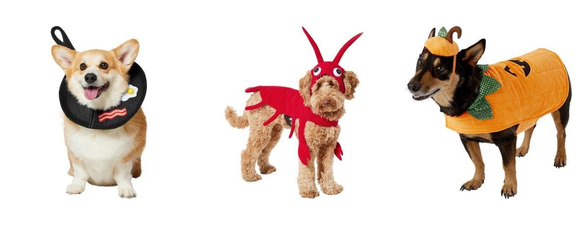 Frisco breakfast skillet red lobster and pumpkin jack o lantern pet costumes at Chewy