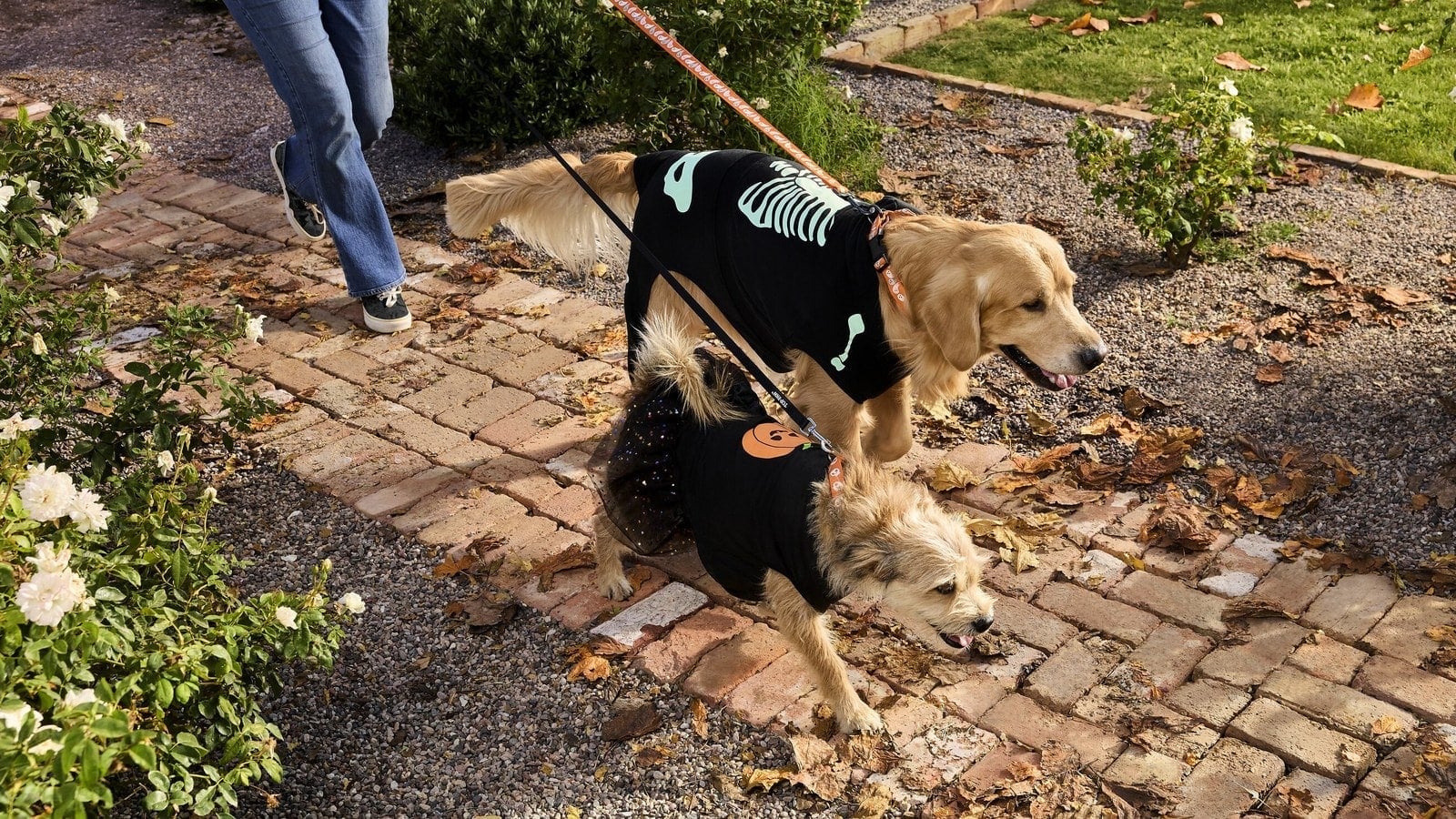 A golden retriever in a black skeleton shirt and a small tan dog in a black pumpkin shirt walk on leashes along a brick path