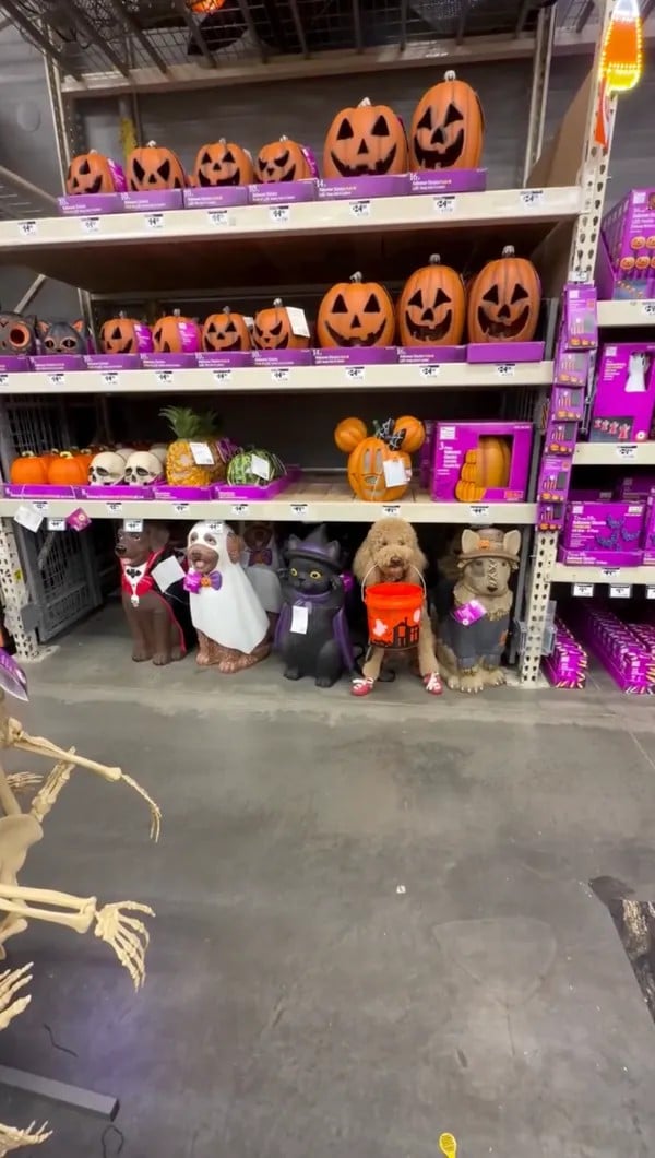 Home Depot LED dog decorations on a store shelf with a real dog sitting among them holding a trick-or-treat bucket.